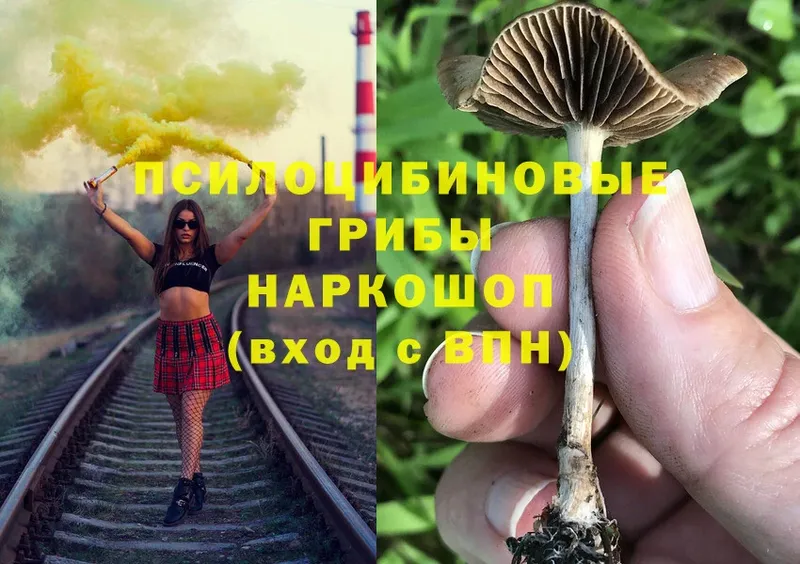 сколько стоит  Горячий Ключ  Псилоцибиновые грибы Psilocybe 